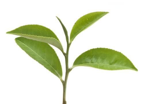 茶店起名